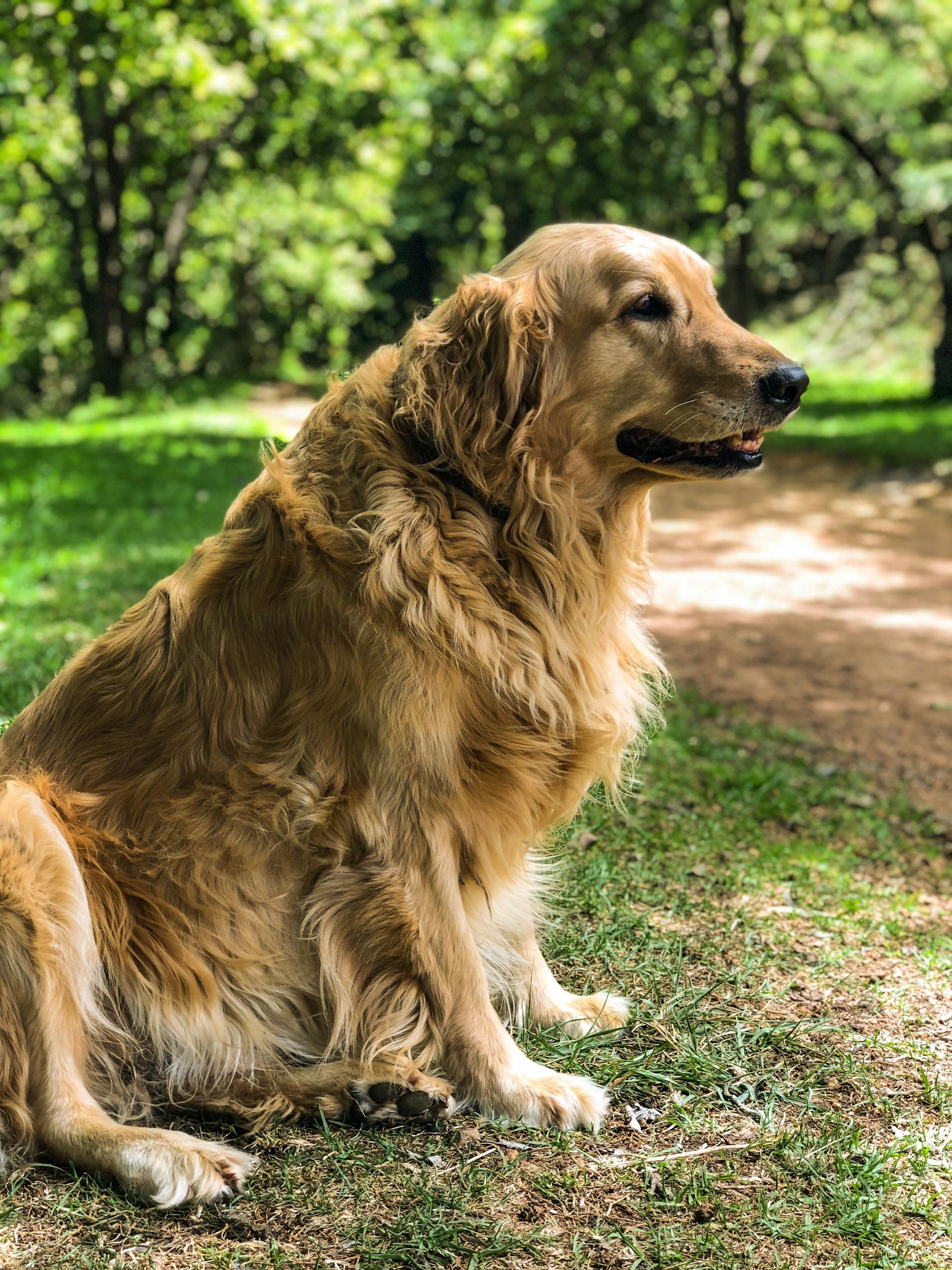 A friendly golden retriever sits on a grassy path in a sunny park.