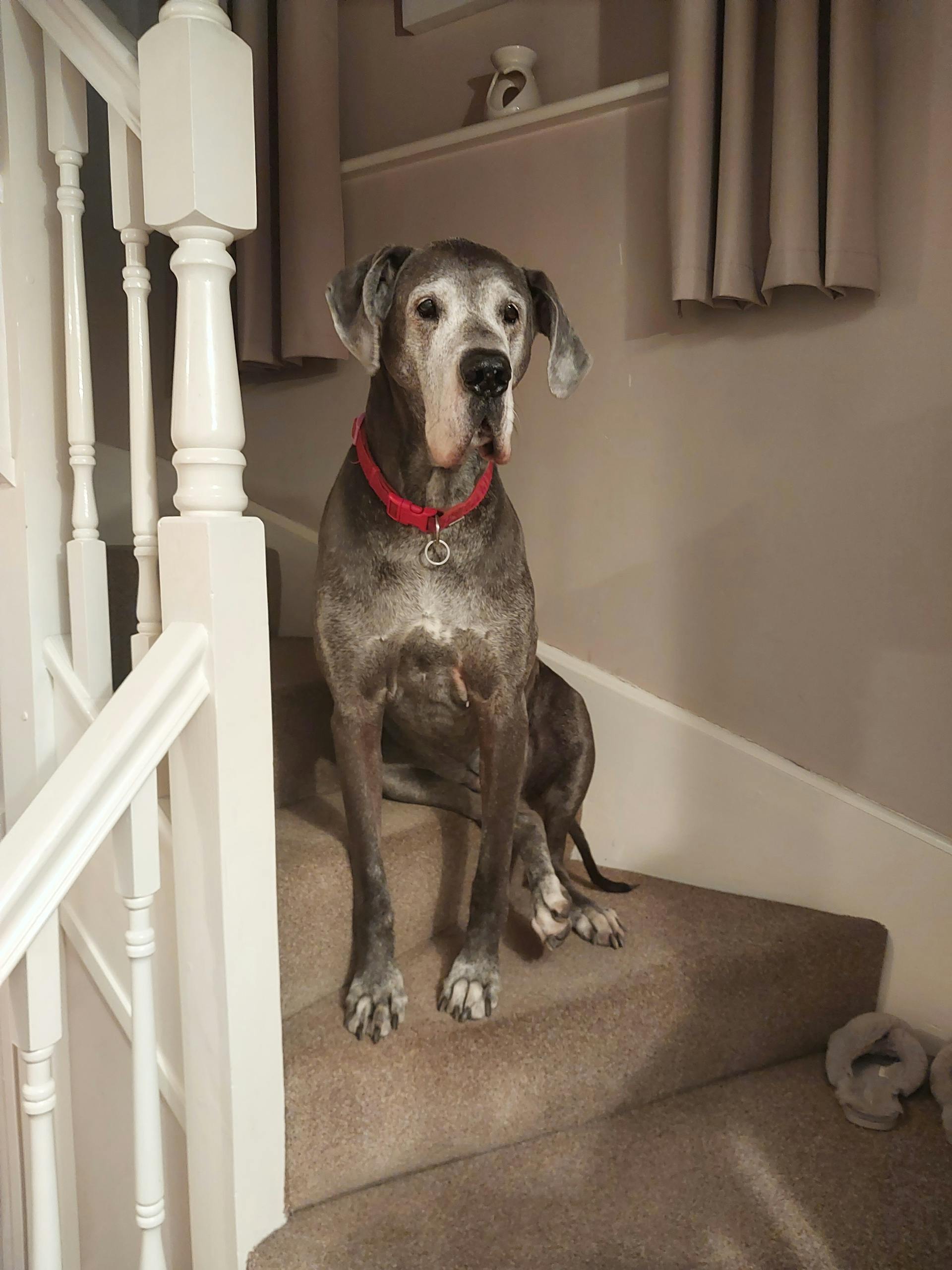 An attentive Great Dane sitting on carpeted stairs inside a cozy home.