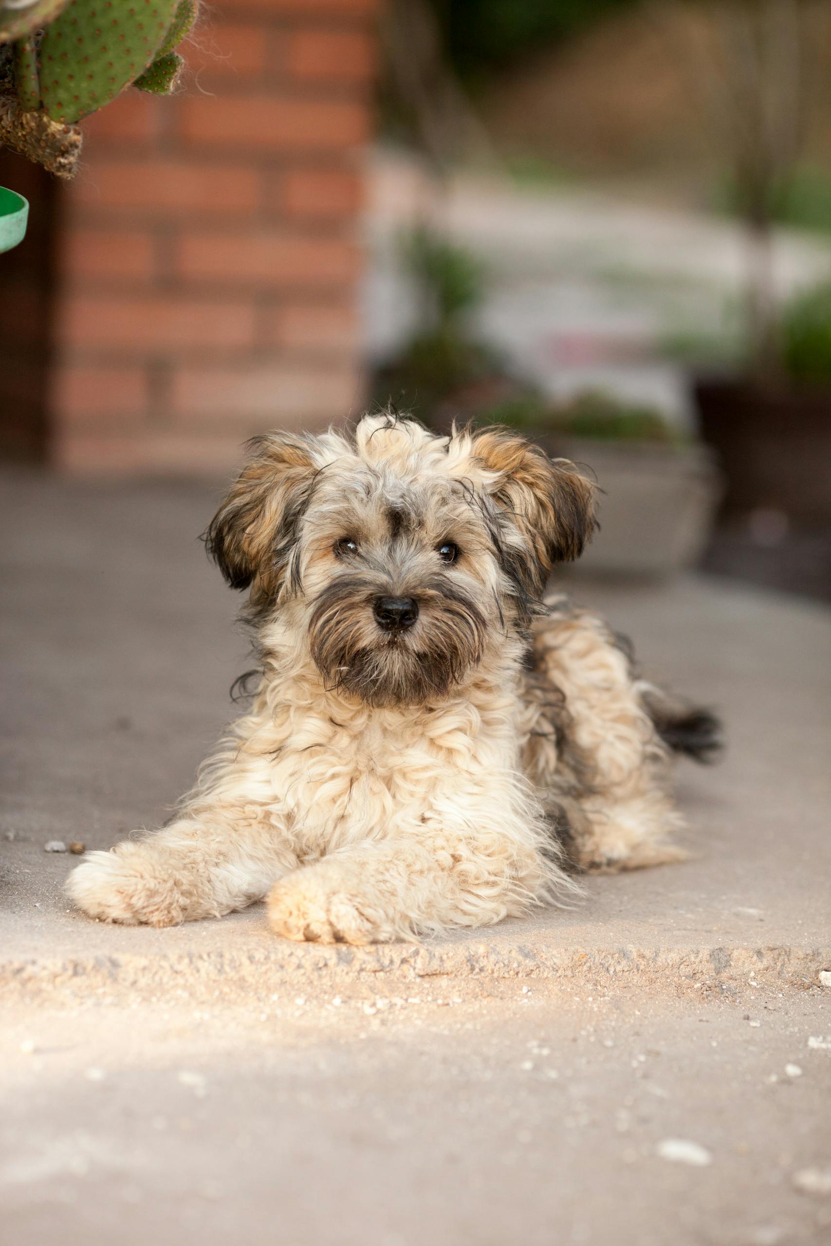 Cute small dog with fluffy fur relaxing outdoors on a sunny day.